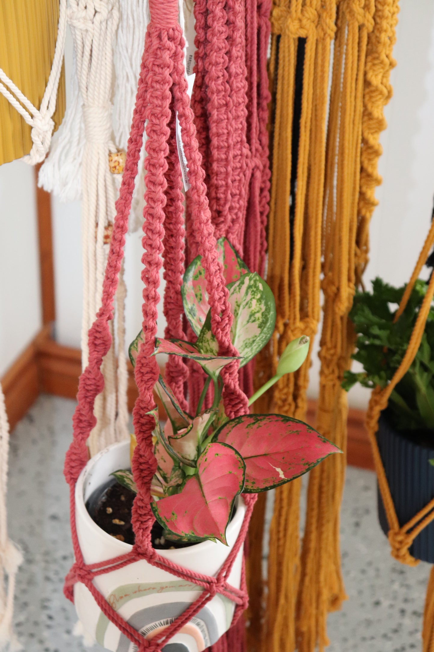 Pot Plant Hangers